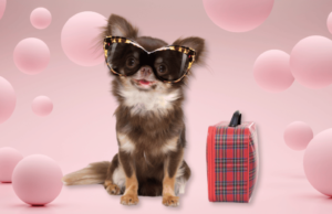 Luxurious Dog Bags